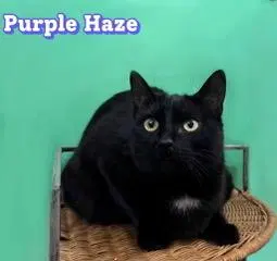 Purple Haze, photo 2