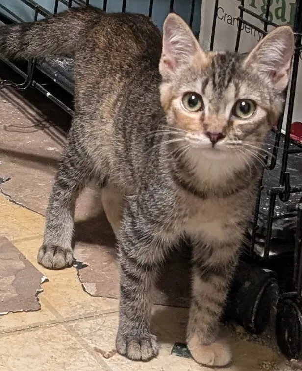 Sue, a female Maine Coon kitten up for adoption