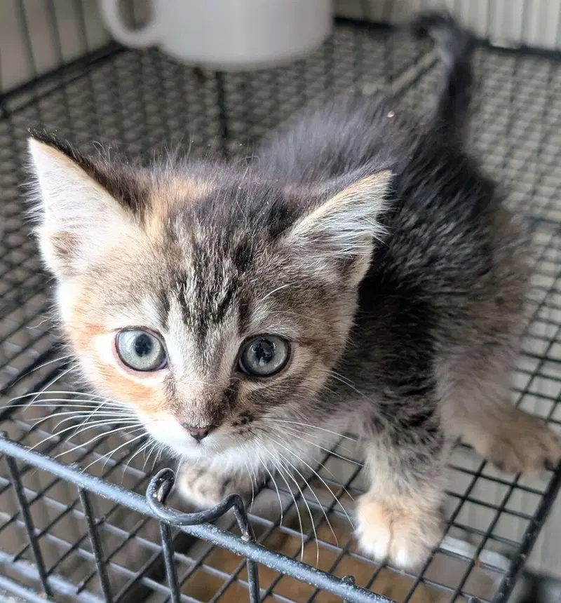 Sue, photo 3