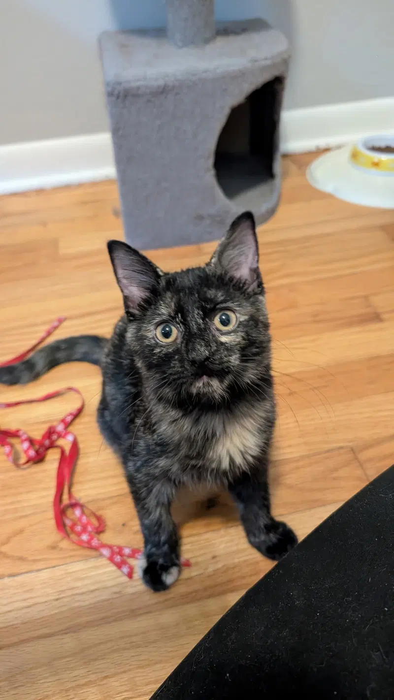Belle, a female kitten up for adoption