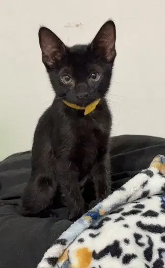 Kitten Xochi, photo 3