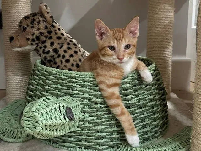 Kitten Weeble, photo 3