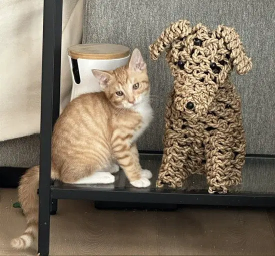 Kitten Weeble, photo 4