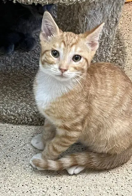 Kitten Weeble, photo 2