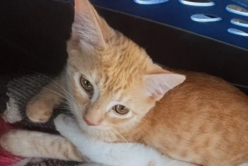 Girasol, a young male American Shorthair cat up for adoption
