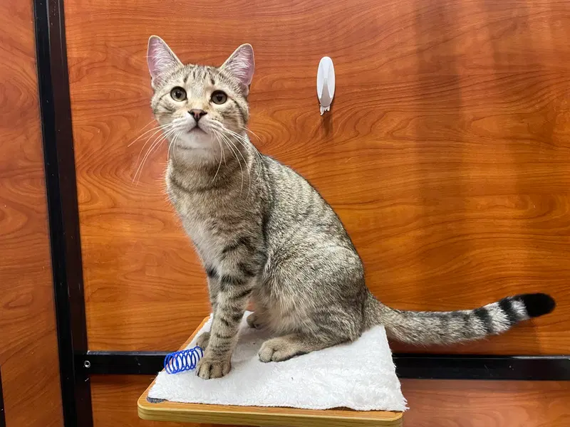 Cheese, an adult male cat up for adoption