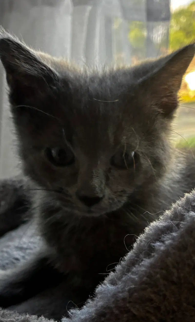 Houdini, photo 3