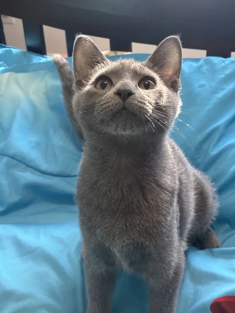 Mr. Peppers, a male Russian Blue kitten up for adoption