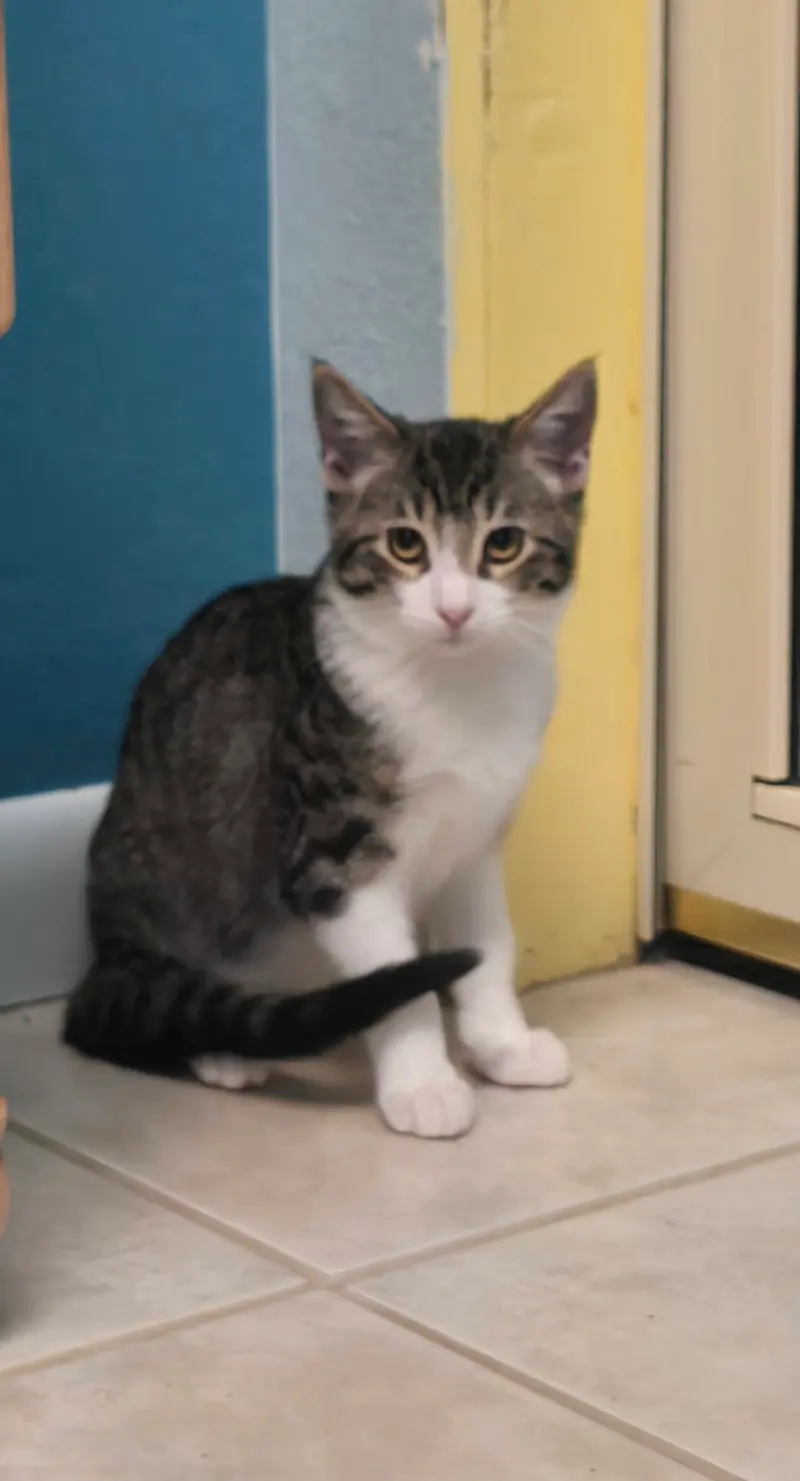Eric, a young male cat up for adoption