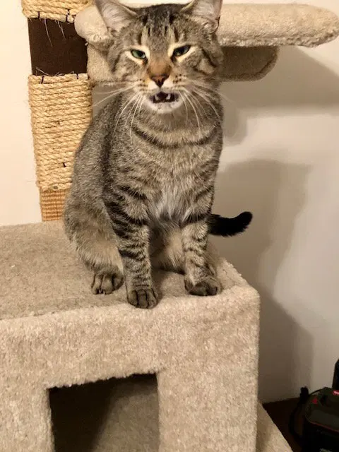 Simba, photo 6