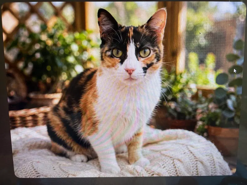 Kitty Freckles, an adult female Calico cat up for adoption