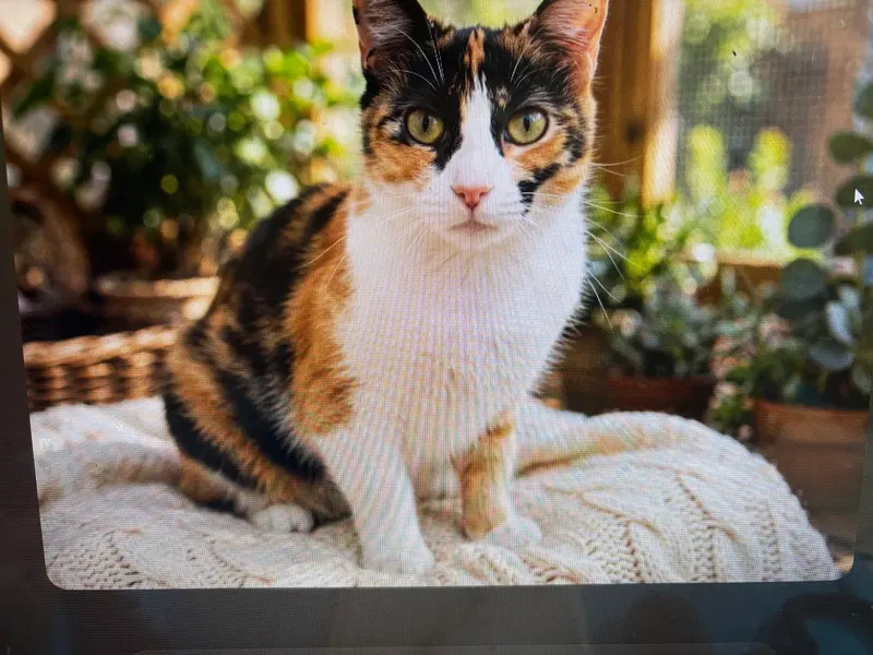 Kitty Freckles, photo 2