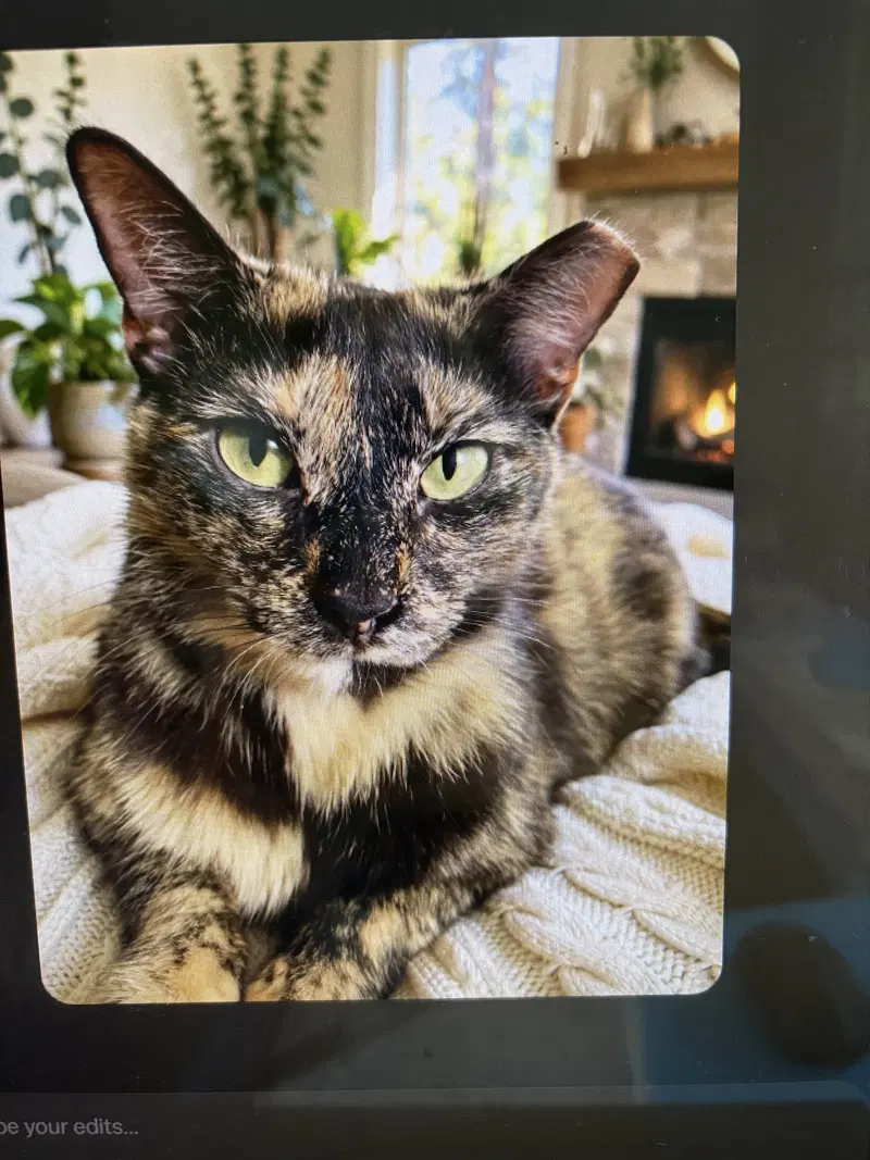 Kitty Malibu, an adult female Tortoiseshell cat up for adoption