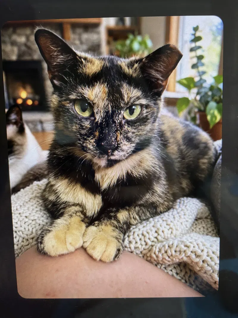 Kitty Malibu, photo 2