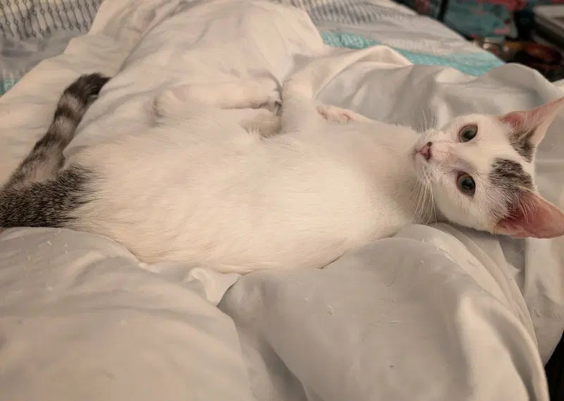 Avelina, a female kitten up for adoption