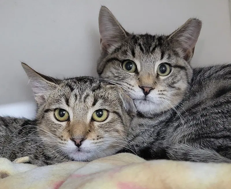 Kitten Brothers Raab and Dico, male kittens up for adoption