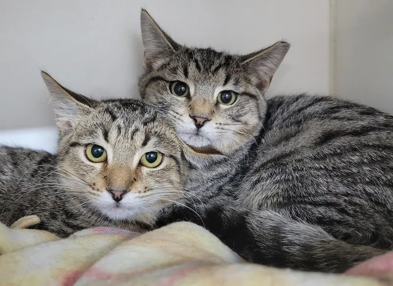 Kitten Brothers Raab and Dico, photo 2