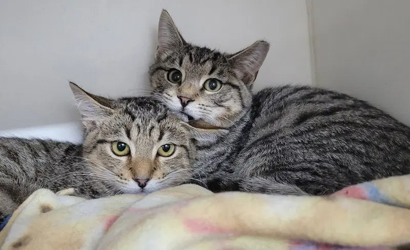 Kitten Brothers Raab and Dico, photo 3