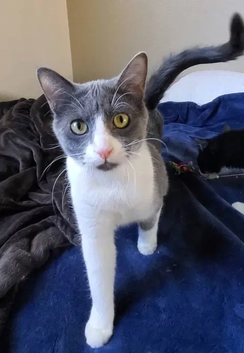 Watch the video of Jolene