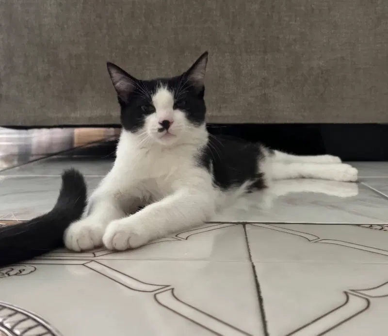 Baymax, a male kitten up for adoption
