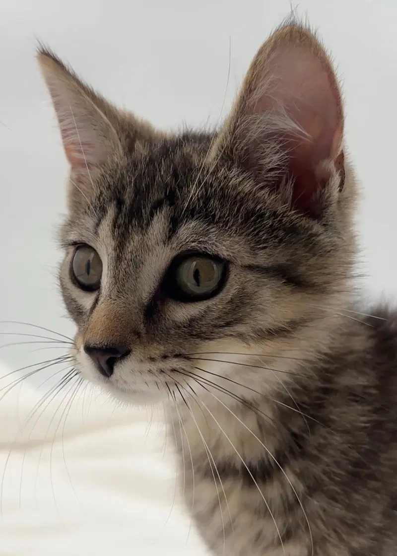 Kitten Kevin, photo 2