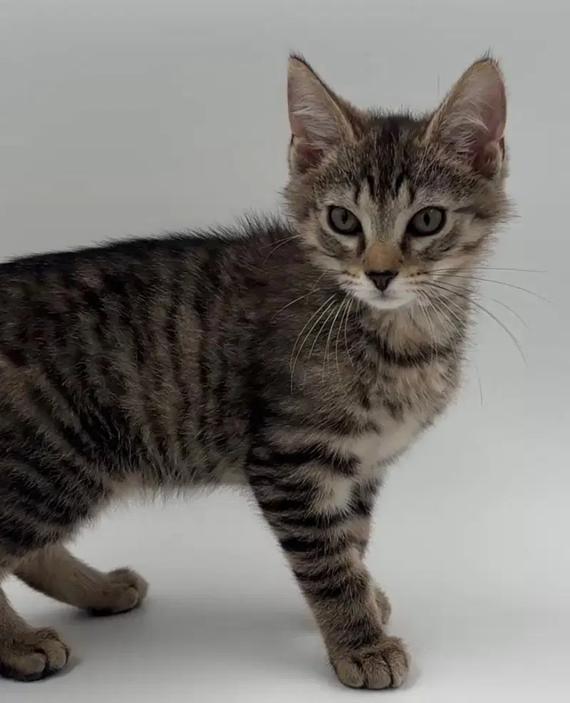 Kitten Kevin, photo 3