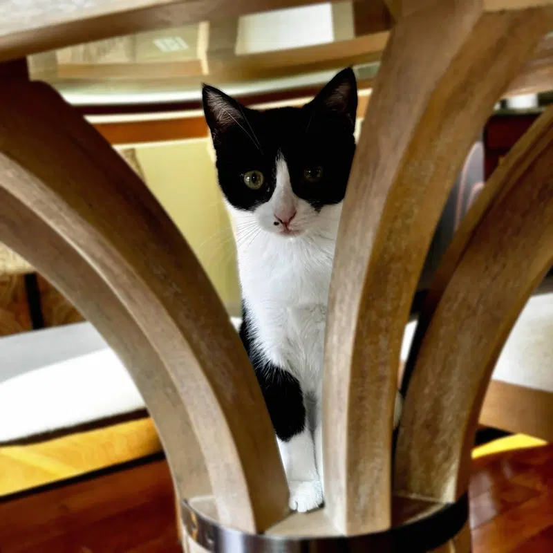 Nini Coco, photo 3