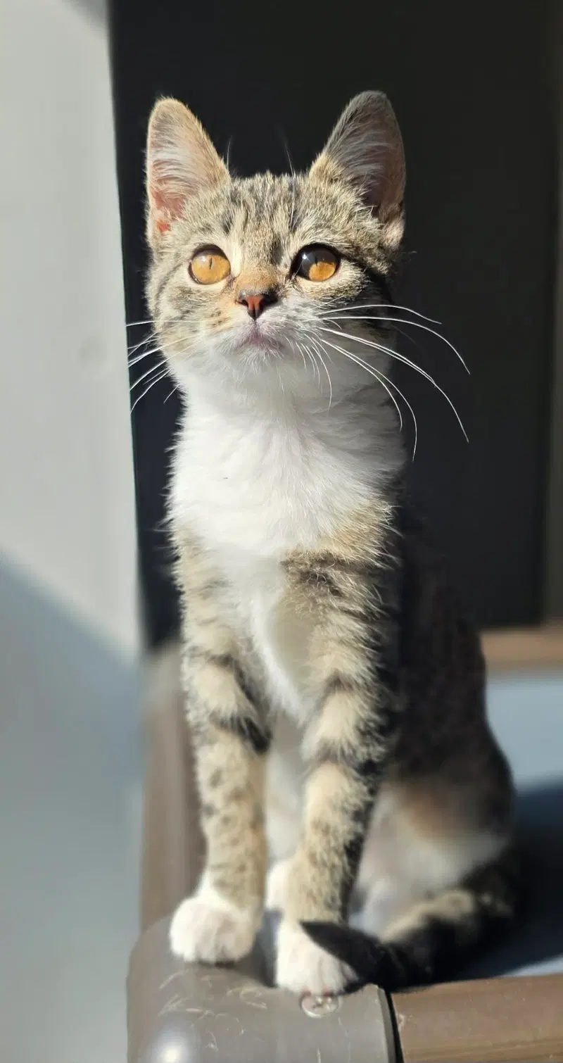 Spicy, a female kitten up for adoption