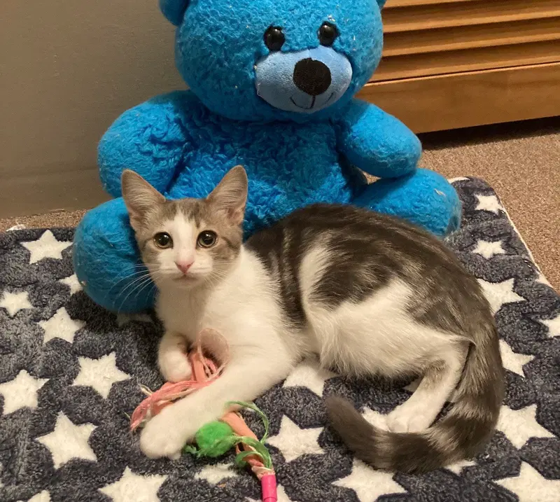 Silver, a female Tabby kitten up for adoption