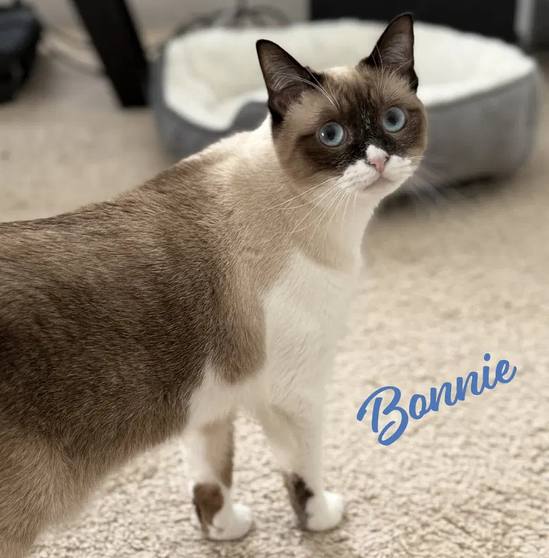 Bonnie, a young female Snowshoe cat up for adoption