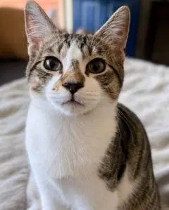 Kitten Pixie Rose, a young female Tabby cat up for adoption