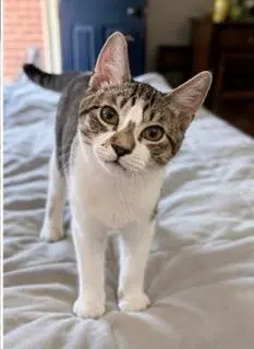 Kitten Pixie Rose, photo 2