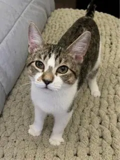 Kitten Pixie Rose, photo 3