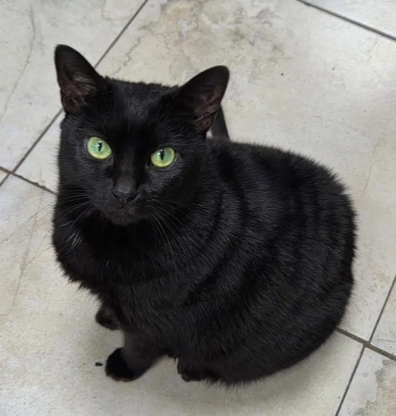 Scribble, a female cat up for adoption