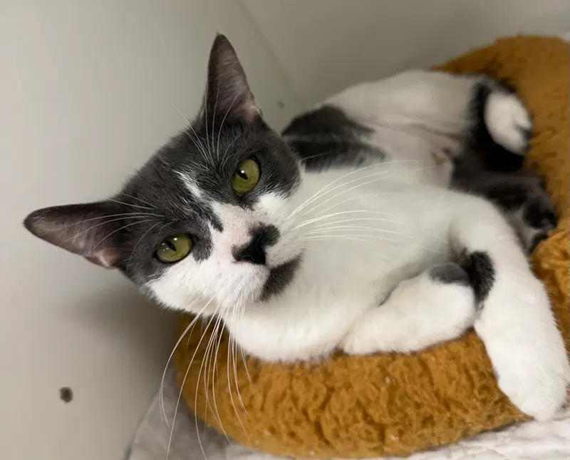 Anniephylaxis, a female cat up for adoption
