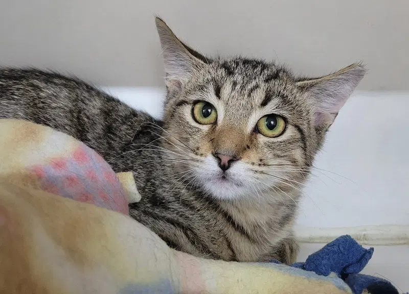 Kitten Raab, a male kitten up for adoption
