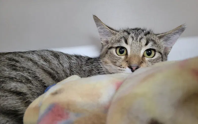 Kitten Raab, photo 2