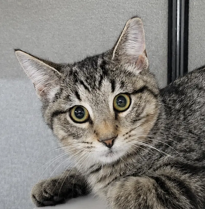 Kitten Dico, a male kitten up for adoption
