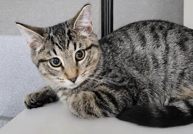 Kitten Dico, photo 2