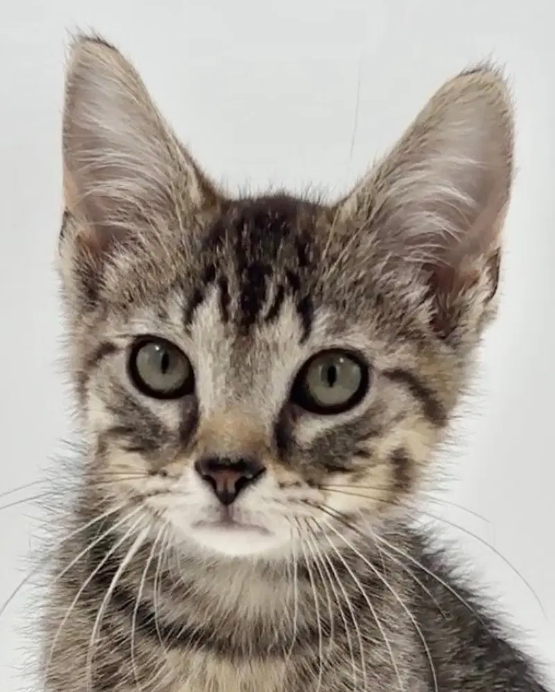 Kitten Brian, a male kitten up for adoption