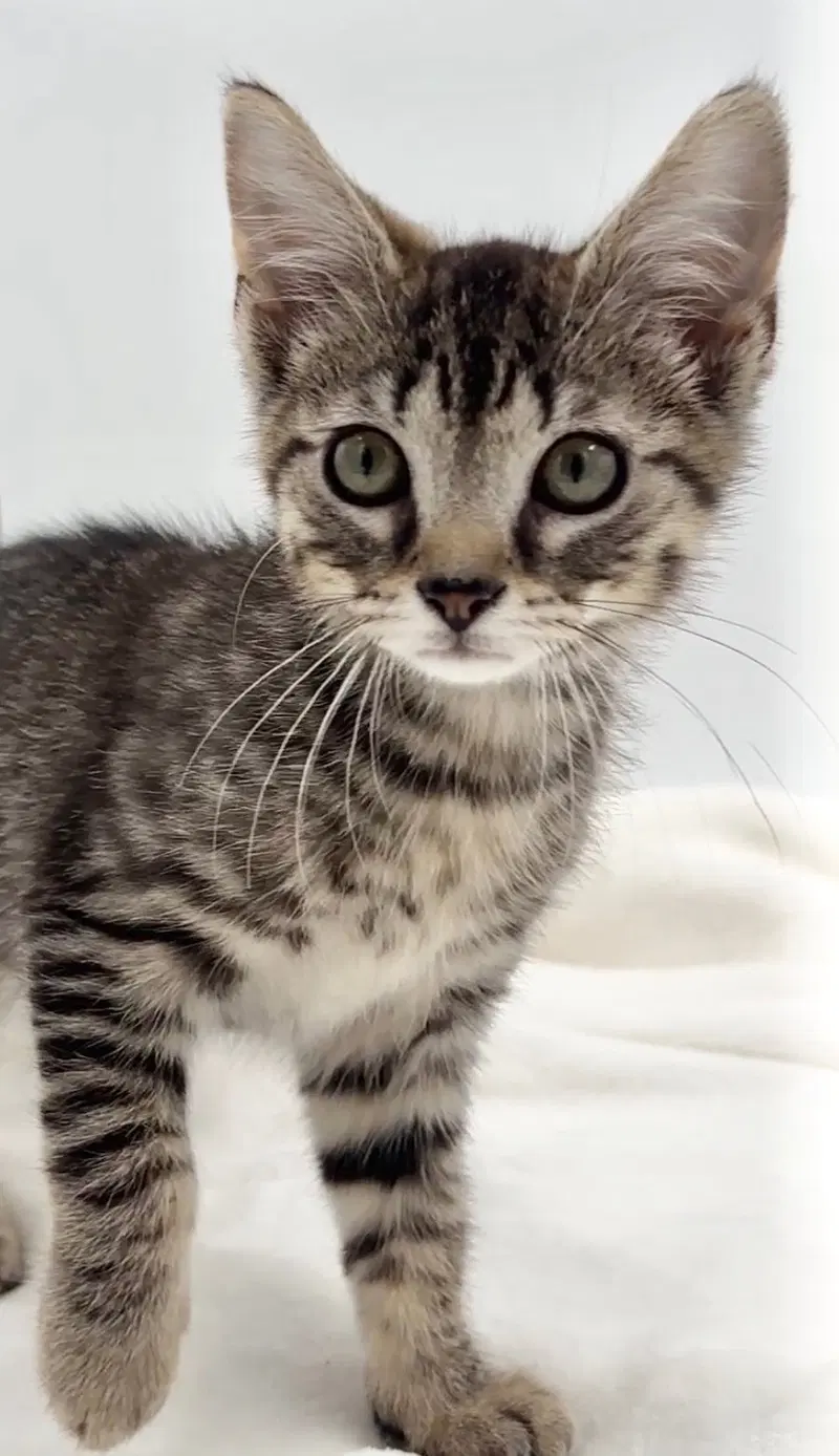 Kitten Brian, photo 2