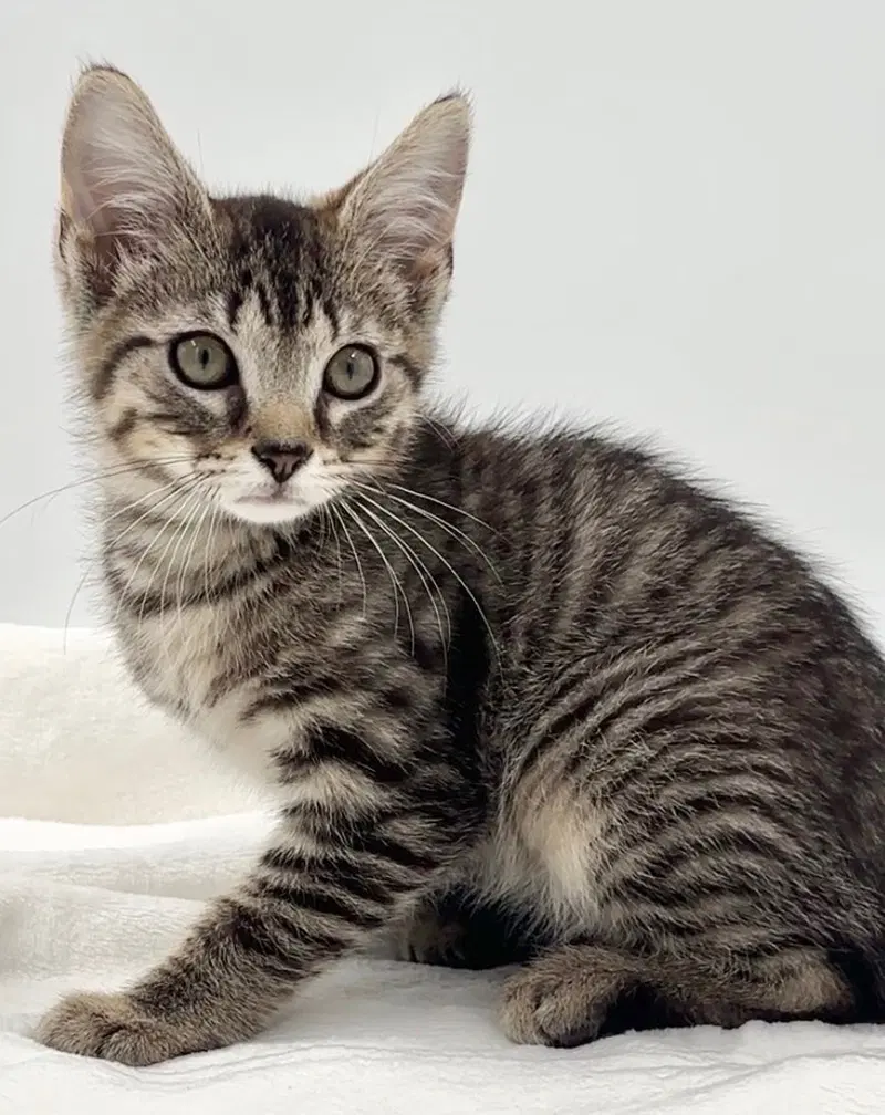 Kitten Brian, photo 3