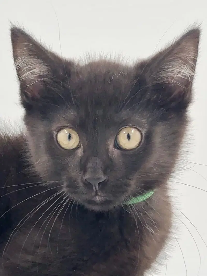 Kitten AJ, photo 2
