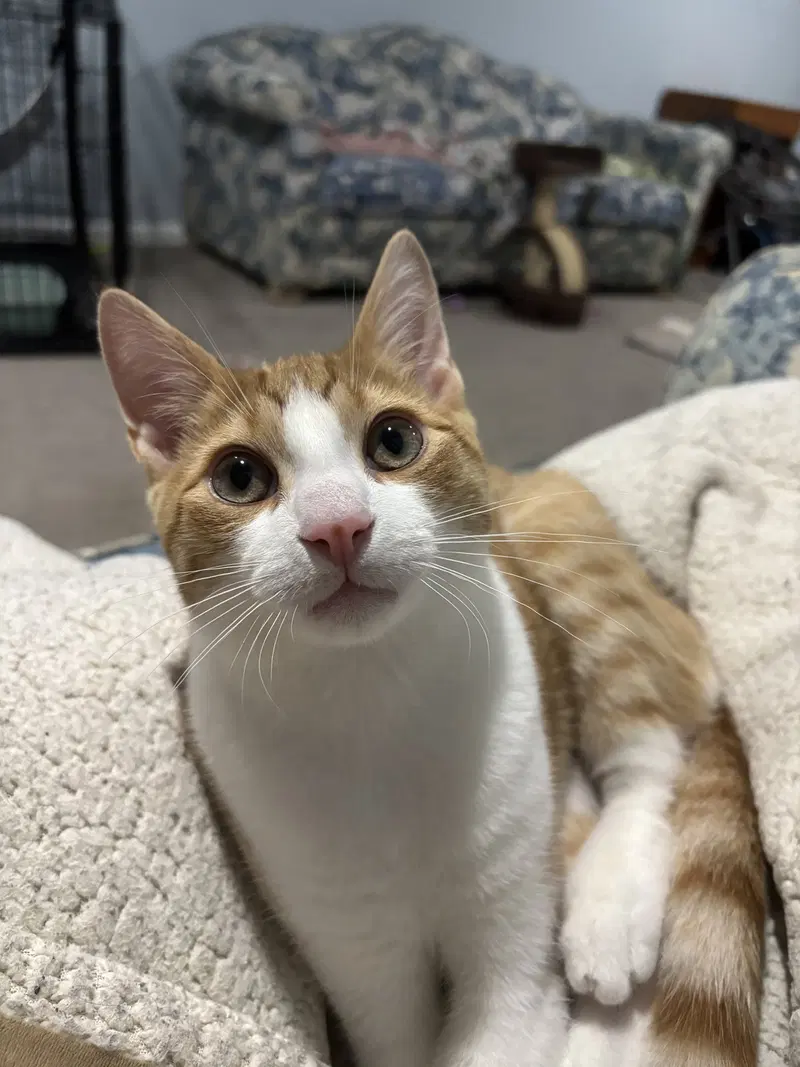 Cheeto, photo 2
