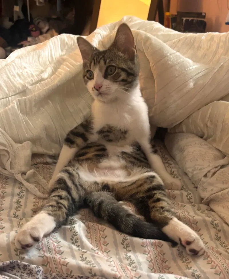 Mickey, a male kitten up for adoption