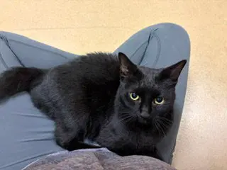 Wadu, an adult female cat up for adoption