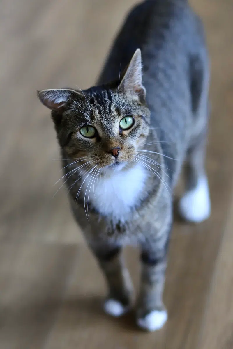 Pickle, photo 4