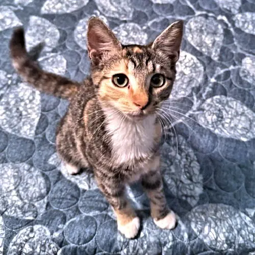 Trixie Lou, a female Torbie kitten up for adoption