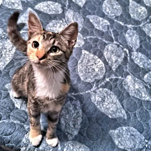 Trixie Lou, photo 2