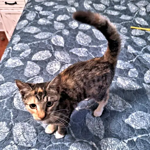 Trixie Lou, photo 3